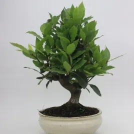 wawrzyn-szlachetny-przyprawa-na-bonsai-1-nasiono-laurus-nobilis-laurowy