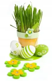 owies-wielkanacny-avena-sativa-nasiona-30-gram-okolo-720-sztuk