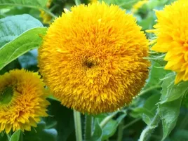 slonecznik-ozdobny-karlowy-pelny-teddy-bear-50-nas