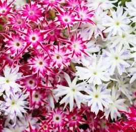 floks-plomyk-letni-gwiazdzisty-phlox-drummondii