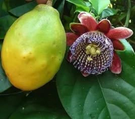 meczennica-olbrzymia-nawet-2-kg-owoce-passiflora-quadrangularis-5-nasion