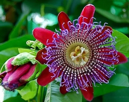 meczennica-olbrzymia-passiflora-quadrangularis-5-nasion-styl-ogrod-japonski-ogrod-nowoczesny-ogrod-skalny-ogrod-srodziemnomorski-ogrod-wiejski