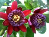 meczennica-olbrzymia-passiflora-quadrangularis-5-nasion-styl-ogrod-japonski-ogrod-nowoczesny-ogrod-skalny-ogrod-srodziemnomorski-ogrod-wiejski