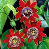 meczennica-olbrzymia-passiflora-quadrangularis-5-nasion-cykl-rozwojowy-rosliny-wieloletnia