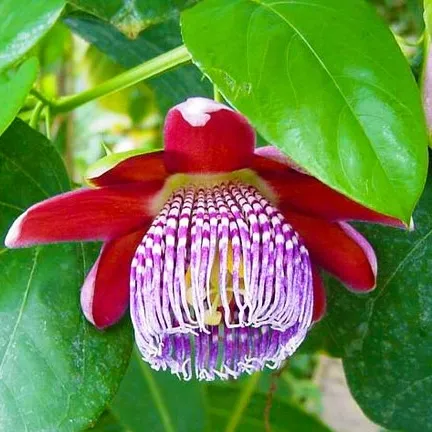 meczennica-olbrzymia-passiflora-quadrangularis-5-nasion-styl-ogrod-japonski-ogrod-nowoczesny-ogrod-skalny-ogrod-srodziemnomorski-ogrod-wiejski
