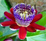 meczennica-olbrzymia-passiflora-quadrangularis-5-nasion-rodzaj-rosliny-inny