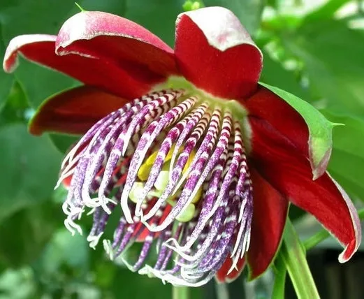 meczennica-olbrzymia-passiflora-quadrangularis-5-nasion-stan-opakowania-oryginalne