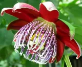 meczennica-olbrzymia-passiflora-quadrangularis-5-nasion-stan-opakowania-oryginalne