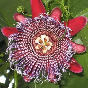meczennica-olbrzymia-passiflora-quadrangularis-5-nasion-odmiana-meczennica-olbrzymia-passiflora-quadrangularis