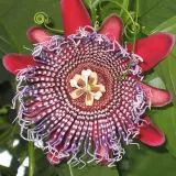 meczennica-olbrzymia-passiflora-quadrangularis-5-nasion-odmiana-meczennica-olbrzymia-passiflora-quadrangularis