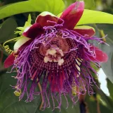 meczennica-olbrzymia-passiflora-quadrangularis-5-nasion-marka-dobrenasiona-pl