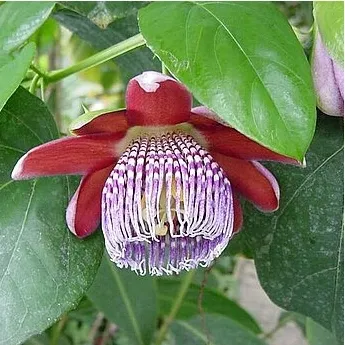 meczennica-olbrzymia-passiflora-quadrangularis-5-nasion-cechy-charakterystyczne-lubiace-cien-lubiace-slonce-oczyszczajace-powietrze-proste-w-pielegnacji-przyjazne-dla-zwierzat-rzadko-spotykane