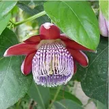 meczennica-olbrzymia-passiflora-quadrangularis-5-nasion-cechy-charakterystyczne-lubiace-cien-lubiace-slonce-oczyszczajace-powietrze-proste-w-pielegnacji-przyjazne-dla-zwierzat-rzadko-spotykane