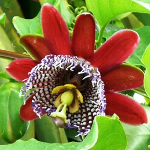meczennica-olbrzymia-passiflora-quadrangularis-5-nasion-nazwa-lacinska-inna