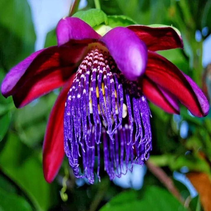 meczennica-olbrzymia-passiflora-quadrangularis-5-nasion-styl-ogrod-japonski-ogrod-nowoczesny-ogrod-skalny-ogrod-srodziemnomorski-ogrod-wiejski
