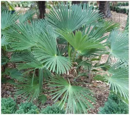 szorstkowiec-wagnera-do-24c-mrozoodporna-palma-do-ogrodu-na-taras-nasiona