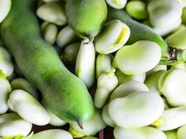 bob-hangdown-bialy-vicia-faba-l-var-major-50-g