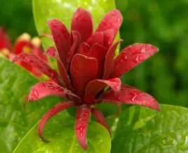 kielichowiec-wonny-calycanthus-floridus-6-nasion