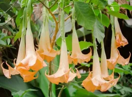 datura-pomaranczowa-anielskie-traby-brugmansia