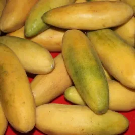 meczennica-bananowa-passiflora-mollissima-3-nas