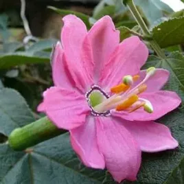 meczennica-bananowa-passiflora-mollissima-3-nas