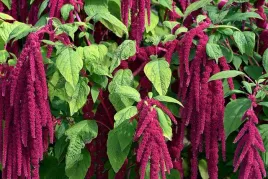 szarlat-zwisly-grand-rozowy-amaranthus-caudatus
