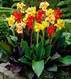 kanna-paciorecznik-canna-indica-mix-kolorow-8-nasion-do-ogrodu-i-na-taras