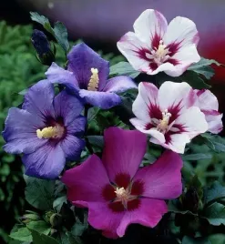 ketmia-syryjska-hibiscus-syriacus-mix-kolorow