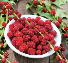 komosa-rozgowa-strawberry-sticks-chenopodium-folio