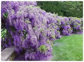 fioletowe-50-cm-kwiatostany-glicynia-chinska-wisteria-sinensis-nasiona