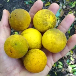 mrozoodporna-pomarancza-trojlistkowa-jadalne-owoce-poncirus-trifoliata