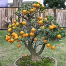 pomarancza-trojlistkowa-kwitnie-i-owocuje-poncirus-trifoliata-5-nasion