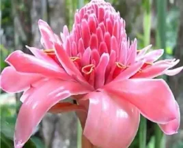 etlingera-wyniosla-rozowa-roza-elatior-pink-4-n