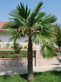 palma-mrozoodporna-szorstkowiec-latisectus-trachycarpus-1-nasiono