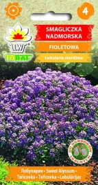 smagliczka-nadmorska-fioletowa-05-g-nasion