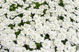 ubiorek-hiacyntowy-bialy-iberis-amara-1-g-nasion