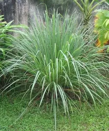 trawa-cytrynowa-cymbopogon-citratus-100-nasion