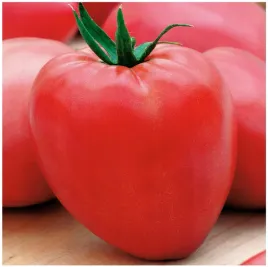 pomidor-gruntowy-karlowy-denar-nasiona-120-sztuk