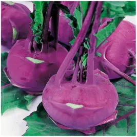 kalarepa-delikates-blauer-niebieska-srednio-pozna-nasiona-warzyw-2-g