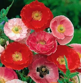 mak-polny-shirley-papaver-rhoeas-1-gram-nasion