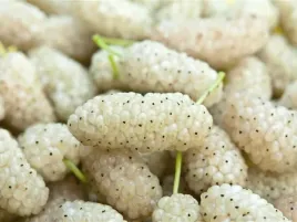 morwa-biala-morus-alba-50-nasion