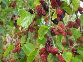 morwa-czarna-malinowe-drzewo-morus-nigra-