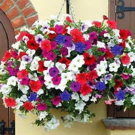 petunia-zwisajaca-mix-kolorow-500-nasion-do-ogrodu-na-balkon-taras-i-balkon