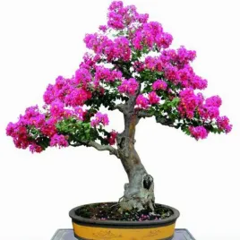 na-bonsai-lagerstroemia-indica-mix-kolorow-kwitnie-przez-120-dni-20-nasion