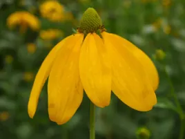 rudbekia-lsniaca-rudbeckia-herbstsonne-50-nasion