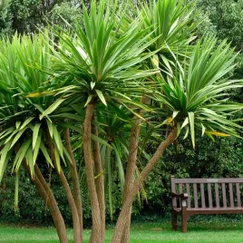 kordylina-agawa-cordyline-australis-2-nasiona