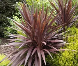 kordylina-purpurowa-cordyline-australis-purpurea
