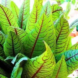 szczaw-krwisty-rumex-sanguineus-02-grama-nasion