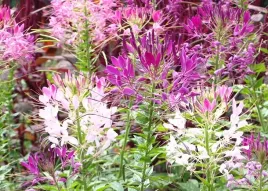 kleoma-ciernista-cleome-spinosa-mix-kolorow-05-g