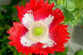 mak-lekarski-danish-flag-papaver-somniferum-500nas